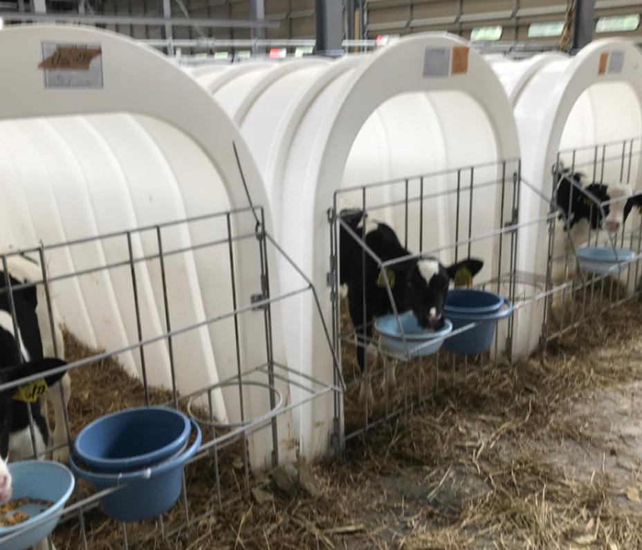 飼料を食べる牛たち