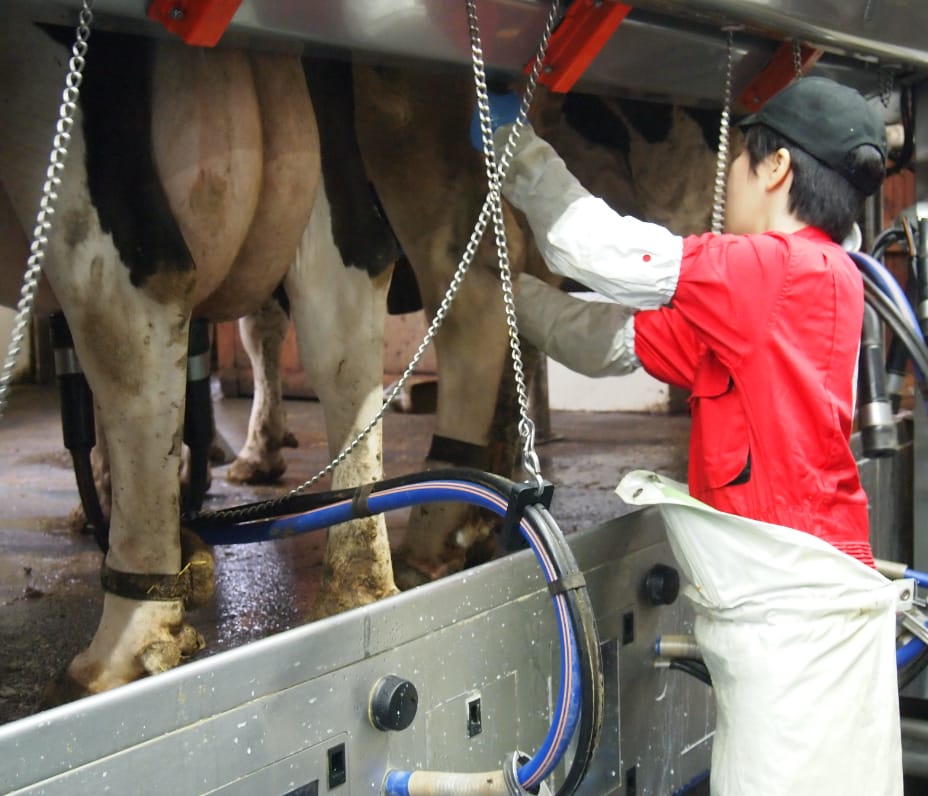 搾乳中の牛と作業をする男性