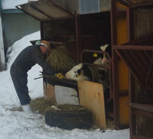 ハウスでの作業風景