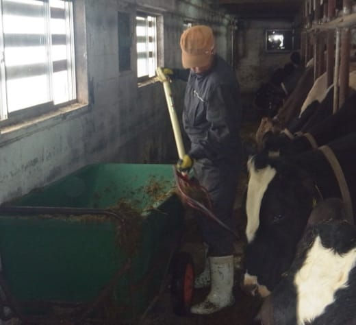 収穫されたビートの山